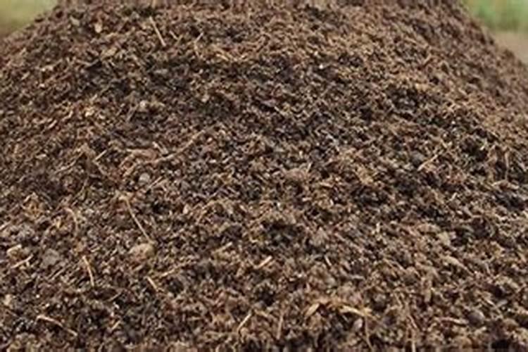 硼肥作基肥 油菜结实多