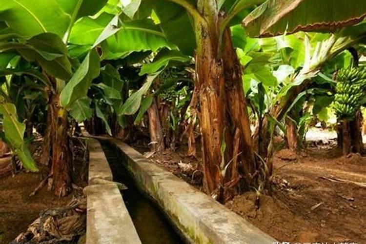 百香果施什么肥果实才能长的大