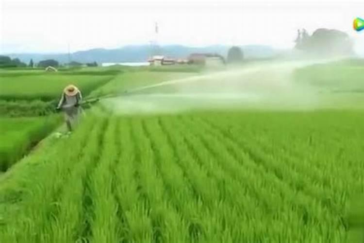 每亩稻田施多少复合肥合适