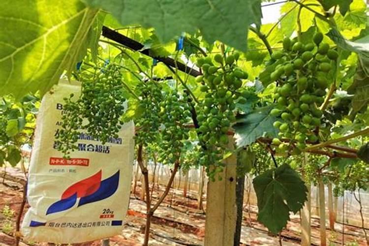 果树结果期用哪种水溶肥效果好？果树膨大期施肥怎么施？