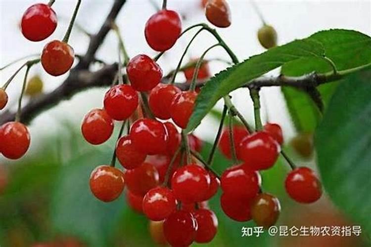 植物需要什么养分？ 常见的氮、磷、钾三要素