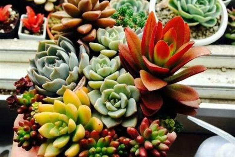 草莓开花需要授粉吗