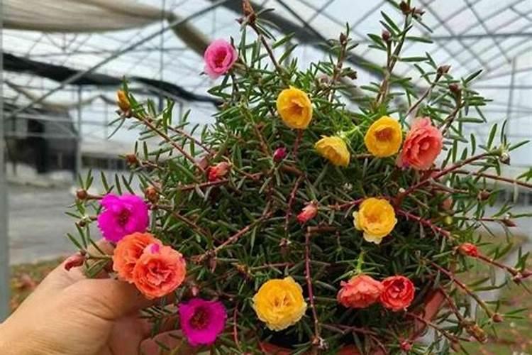 磷肥用于哪些花