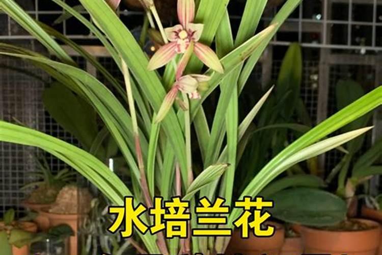 兰花可以水培吗？如果可以,如何做呢？