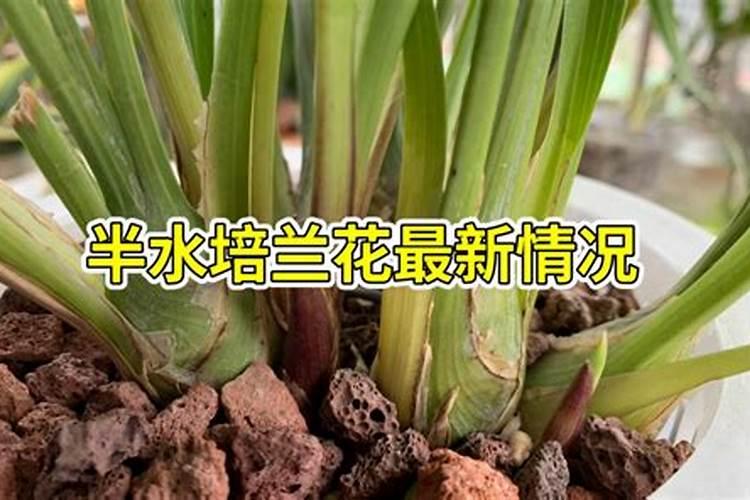 兰花用什么肥料最好