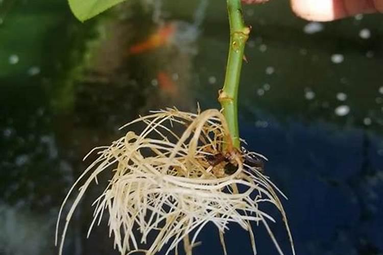 园艺防虫片好还是硼肥片好