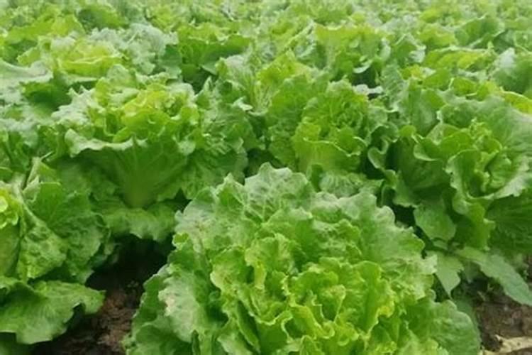 生菜施什么肥长得又大又肥