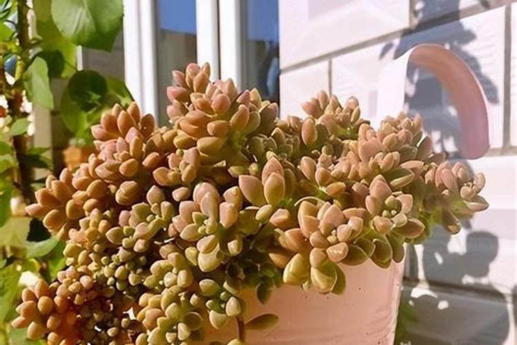 多肉花冬季可以施肥吗