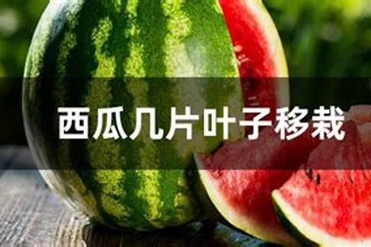 西瓜打什么叶面肥又绿又厚呢