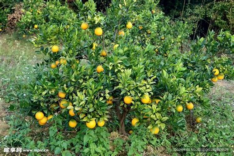 如何培育兰草？