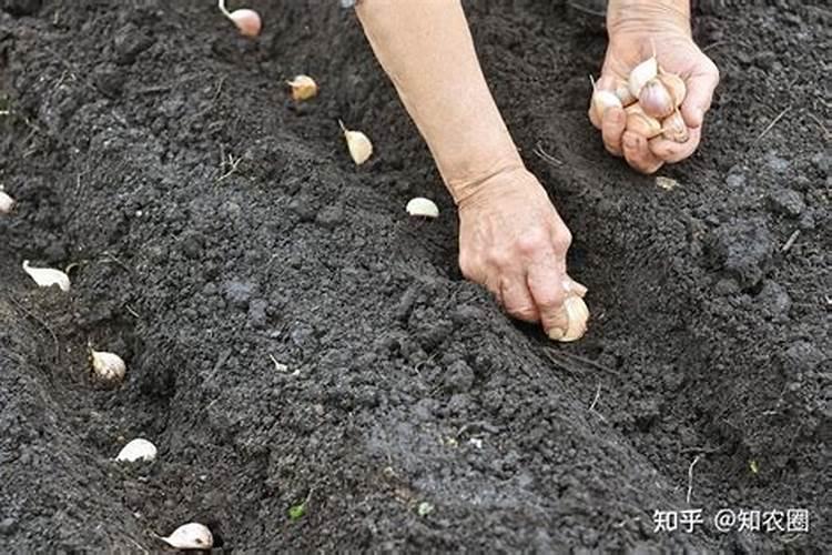 大蒜忌用肥料