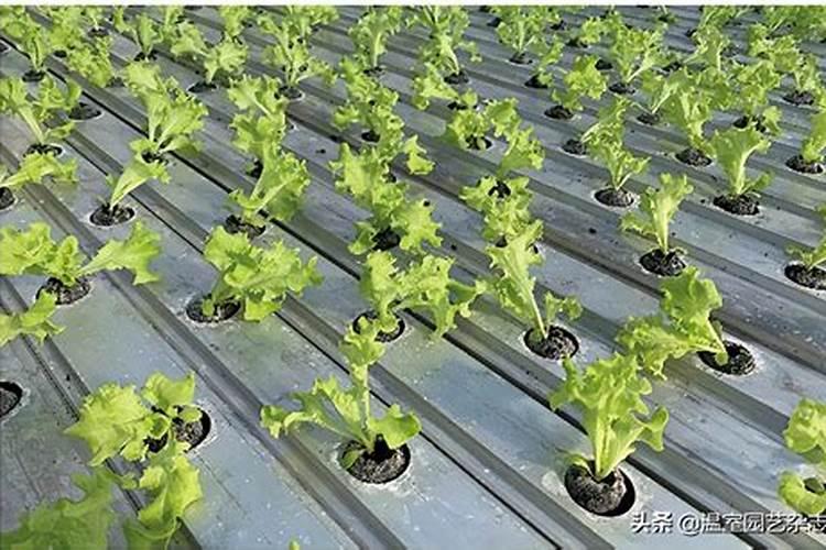 种蔬菜后怎么浇水施肥