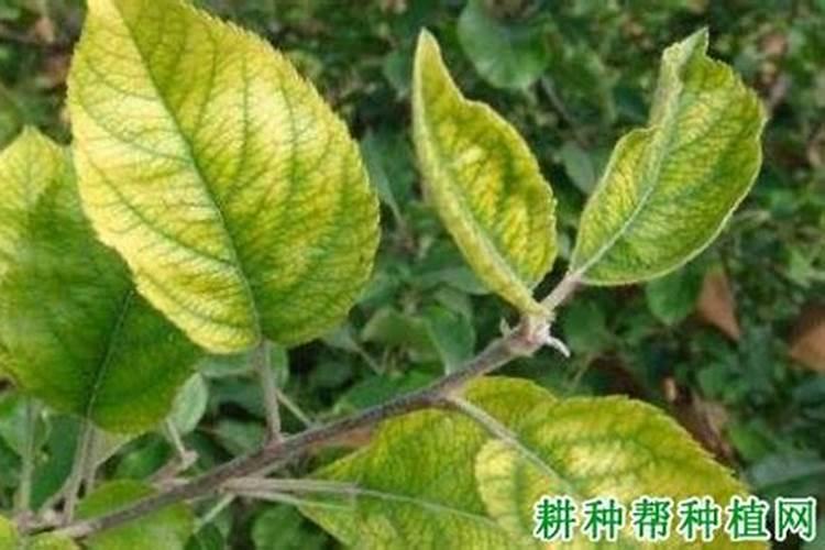 广西名满天下农作物营养股份有限公司怎么样？