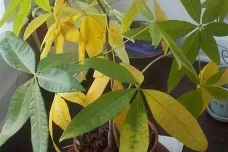 发财树叶子发黄的原因和处理办法