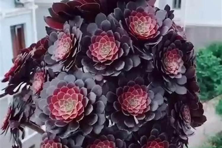 温室大棚冬瓜秧的管理,点花七天了,瓜长的很慢,秧子狂长。能浇水吗？