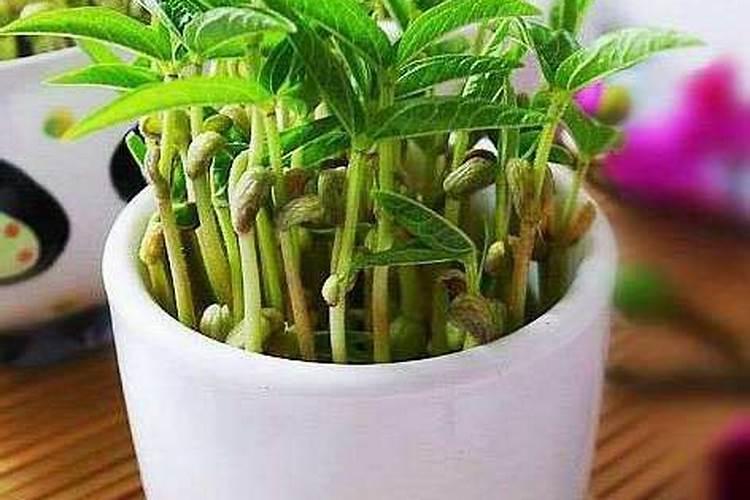 瓜果蔬菜上喷施叶面肥,有什么用途？