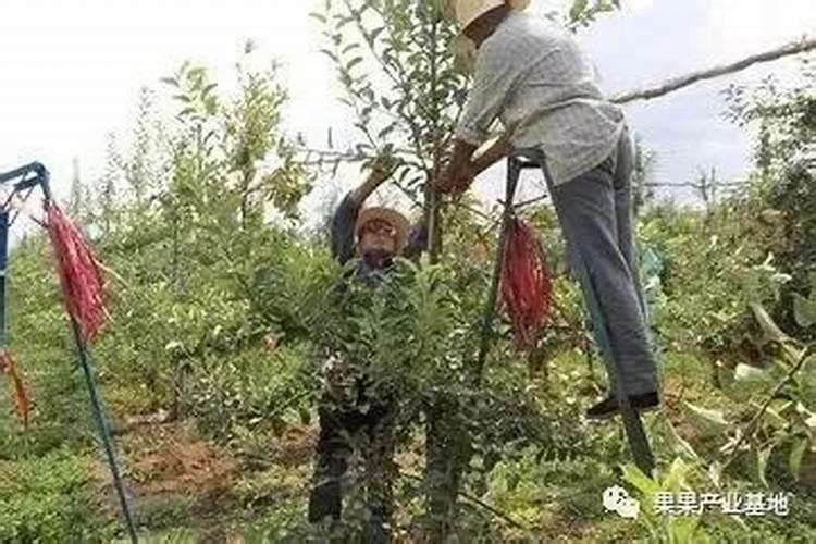 水稻叶面喷肥时间 有哪些注意事项