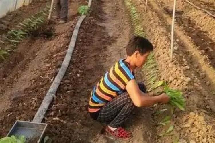 小青菜刚出苗几天怎么施肥