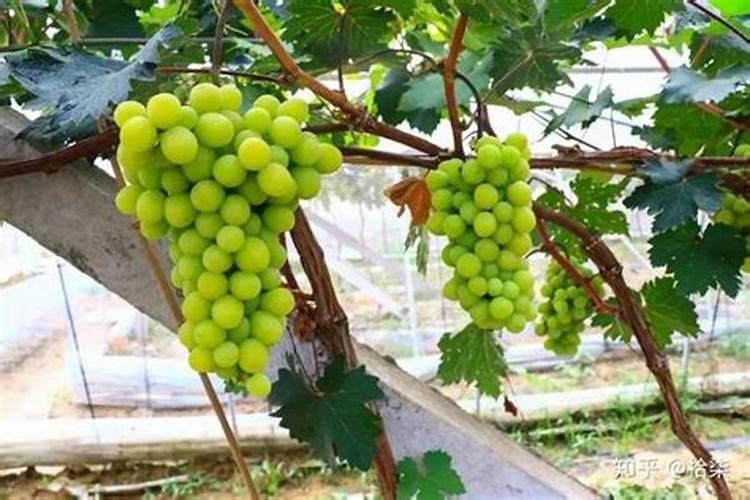 磷酸二氢钾正确施肥方法