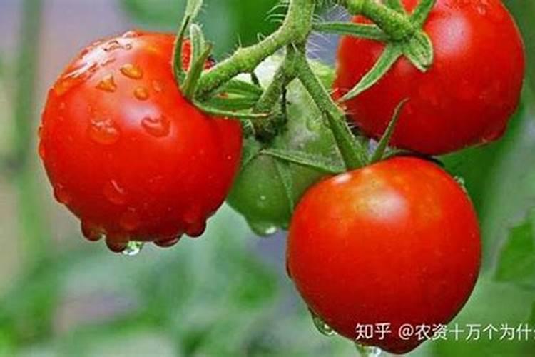 磷酸二氢钾肥用法