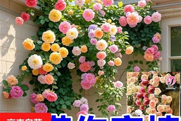 养花用的磷肥有哪些 磷肥在花卉上的作用？