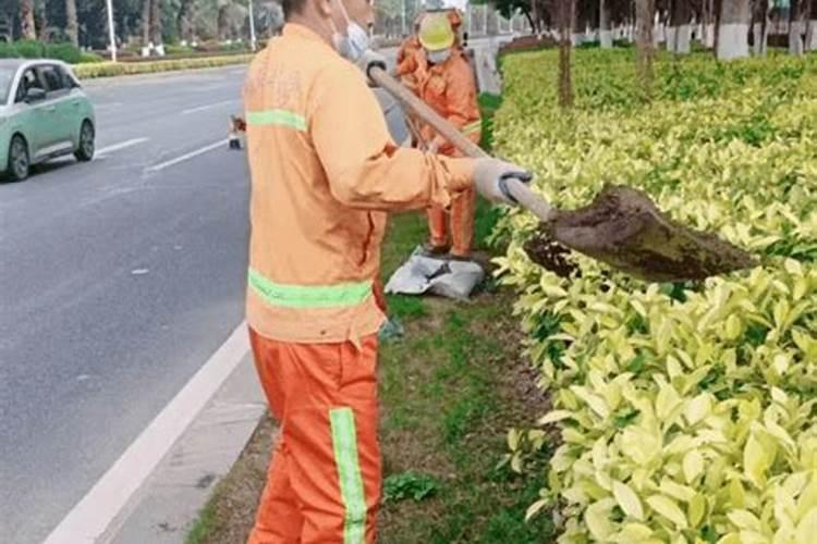 给植物施肥什么时间好、绿植施肥用什么肥料
