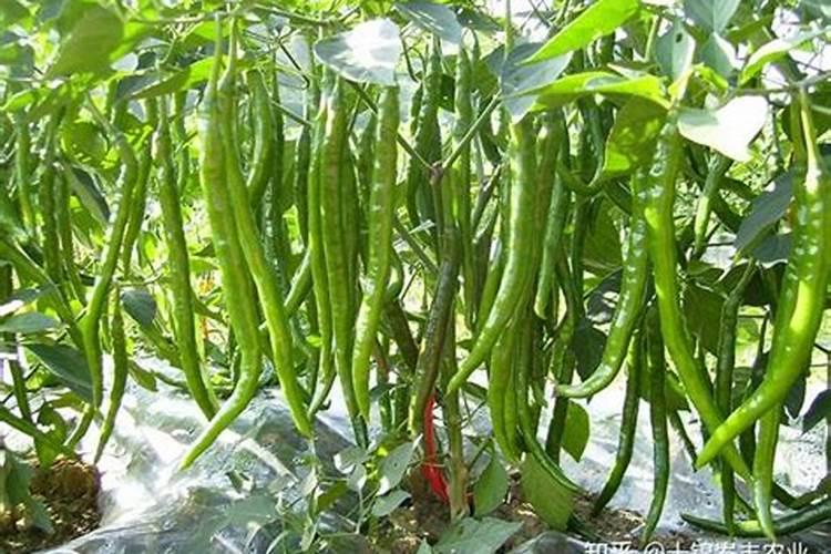 辣椒开花结果后施什么肥