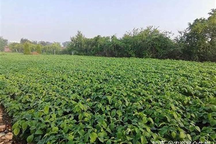 黄豆怎样种植才高产