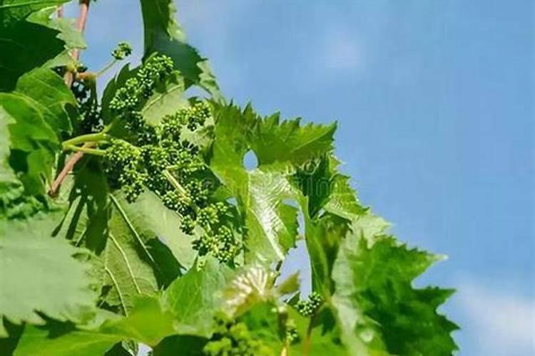 杨凌全中植物生长平衡液配方