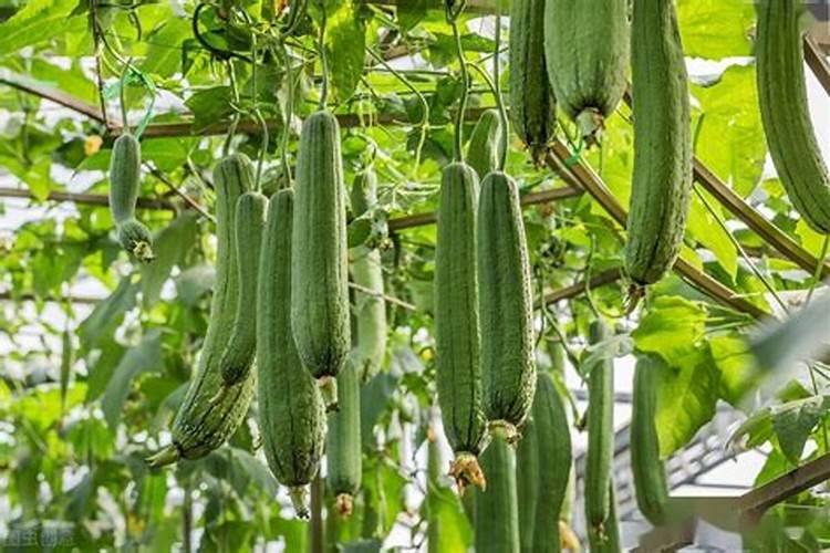 果树促花用什么叶面肥好？