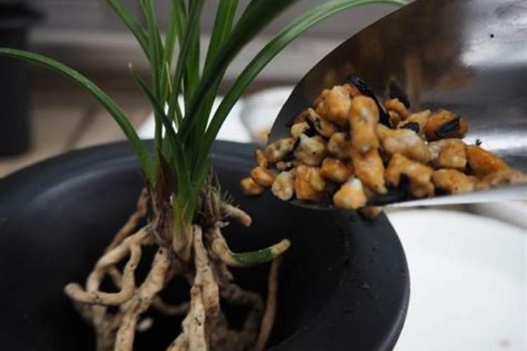 什么是海藻肥,有哪些功效 海藻肥是什么肥