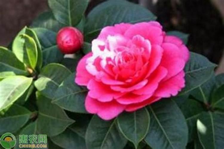 茶花用什么肥料好,茶花的四季施肥方法