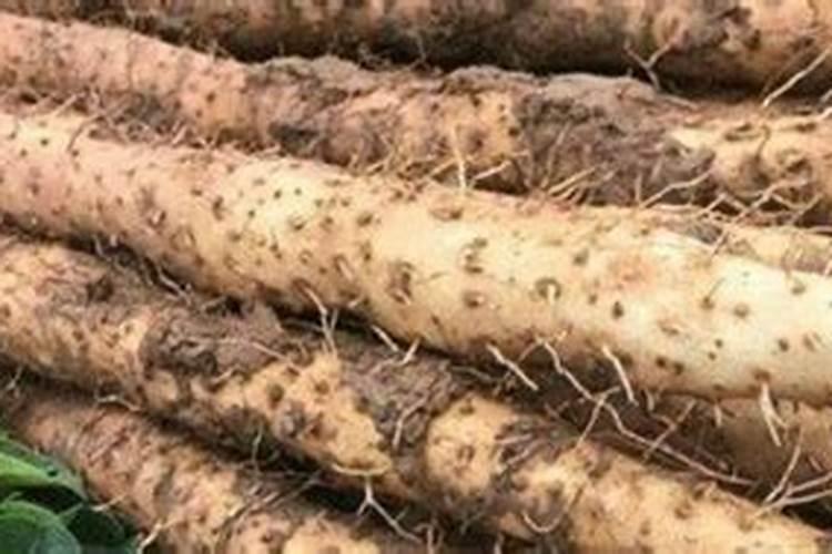 山药后期用什么肥料最好