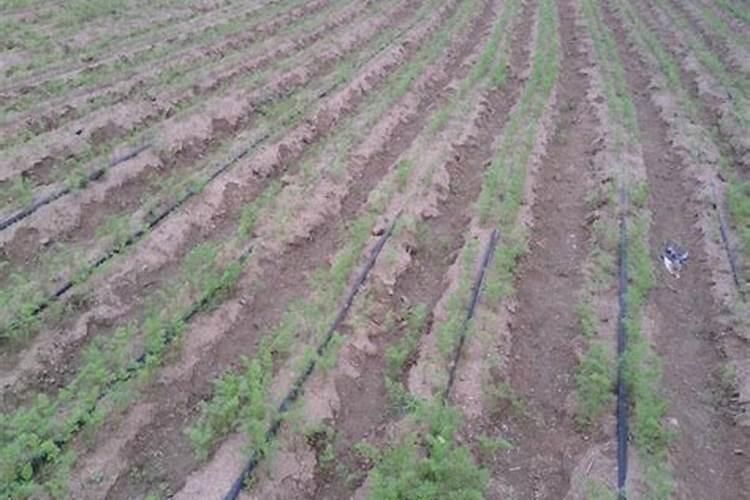 漳州市唯天生物科技有限公司怎么样？