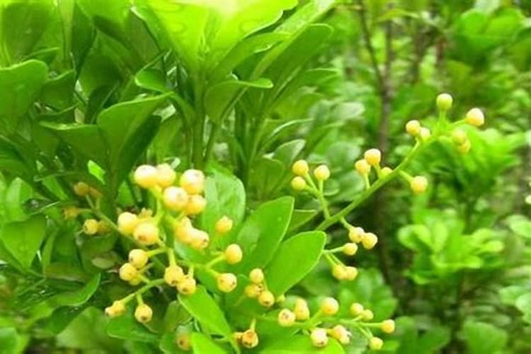 米兰花花期怎么施肥