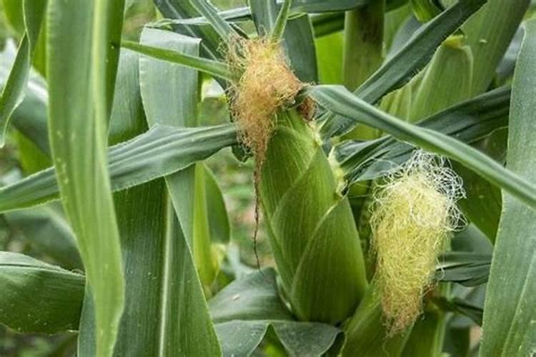 玉米灌浆期追什么肥