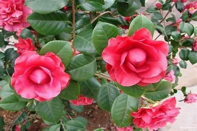 1斤花生麸水肥兑多少斤水