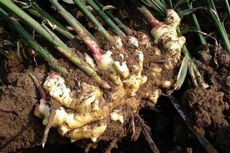 马铃薯苗给水泡久了苗弱了不长高了？