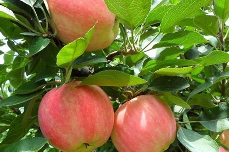 苹果树施肥时间,用什么水溶肥好