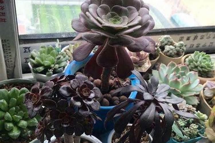 我家的栀子花买回来时有很多花苞,施了一次肥后,叶子逐渐变黄,但花苞还...