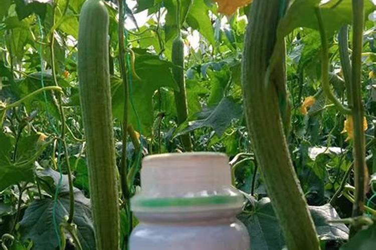 种辣椒需要用什么肥料？