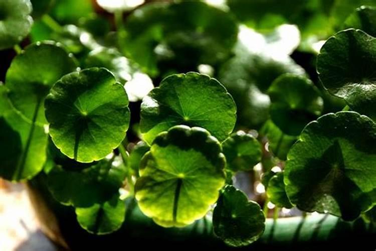 铜钱草长得很高怎么办 铜钱草怎么防止徒长