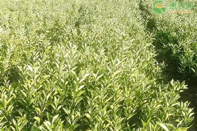 大豆中含有哪些无机盐？