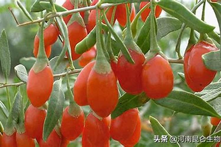 脆蜜金桔种植技术与管理