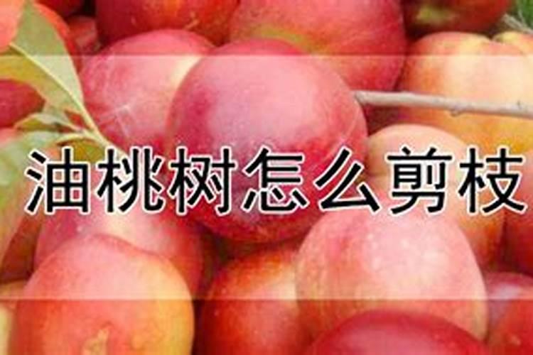 油桃树什么时候施肥