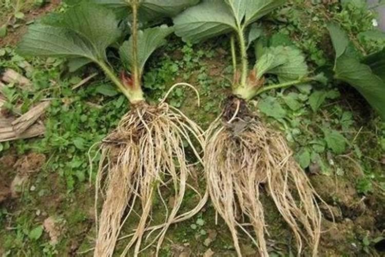 锌钙特葡萄糖酸钙锌口服溶液是什么