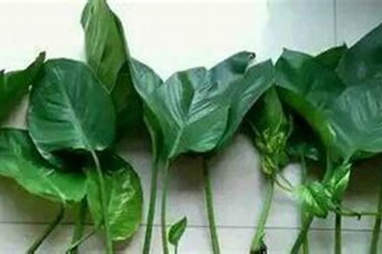 香菜什么时候种啊