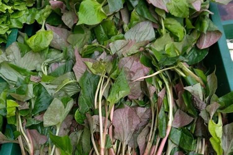 含氨基酸植物vc叶面肥有哪几个品牌