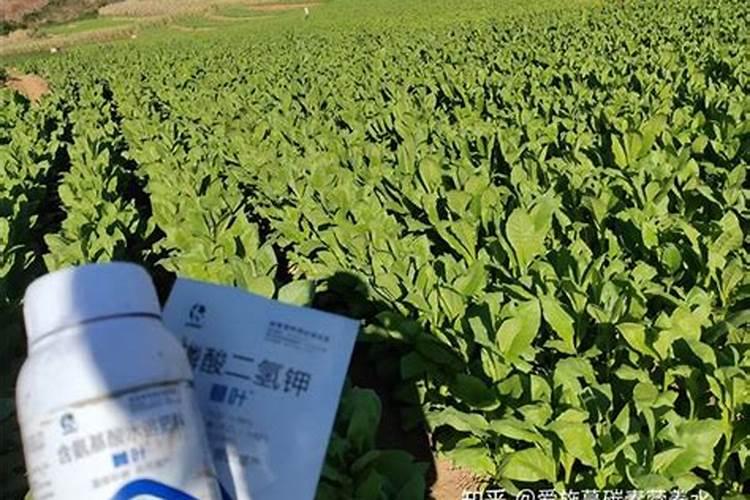 如何科学改良酸化土壤