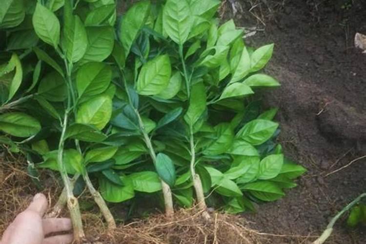 如何种植橙树,橙子树怎么种植才能高产